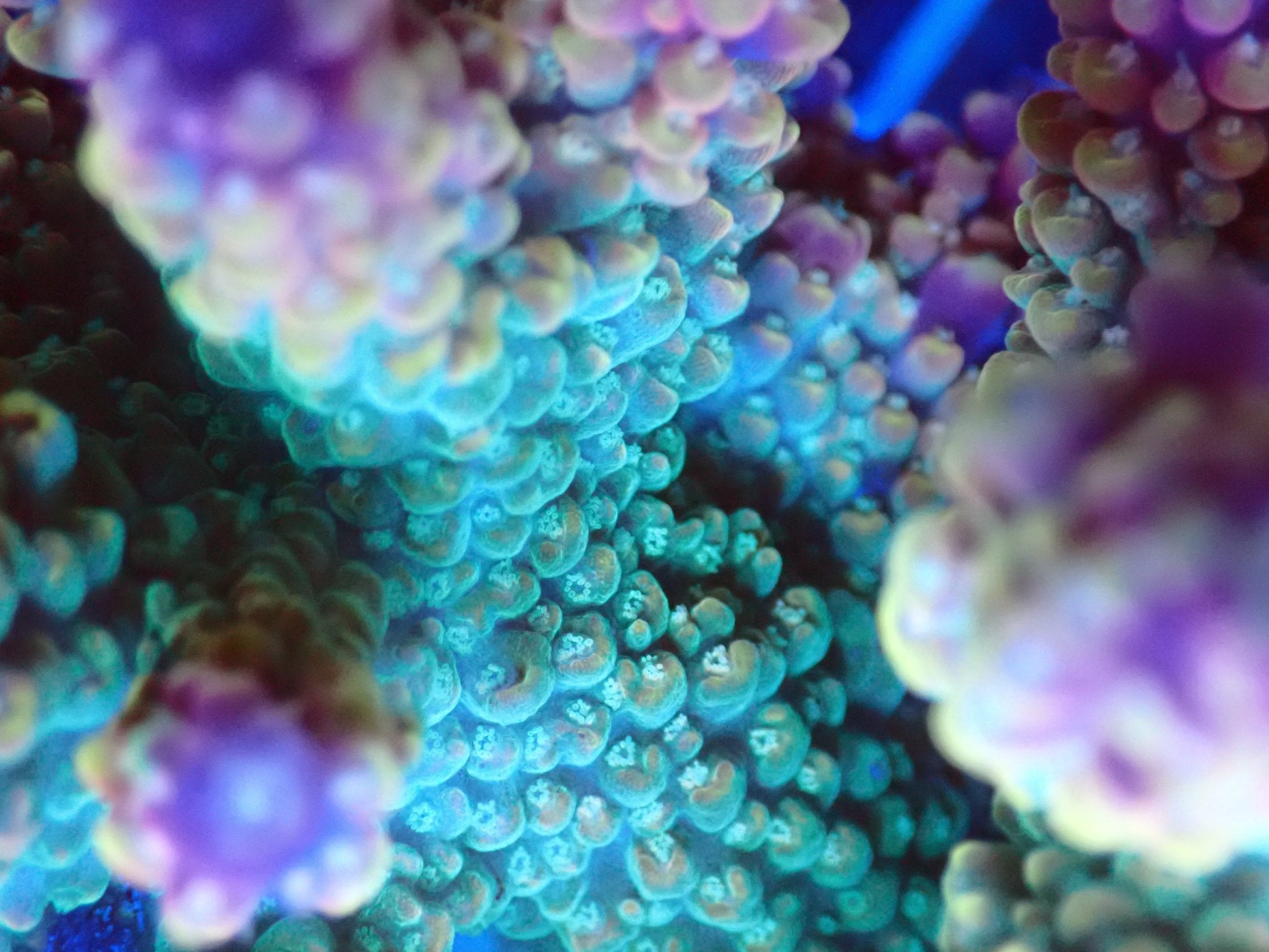 (WYSIWYG) Acro Colony T2G1 macro