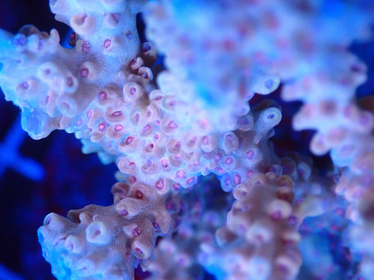 (WYSIWYG) Acro Colony T2G2 macro