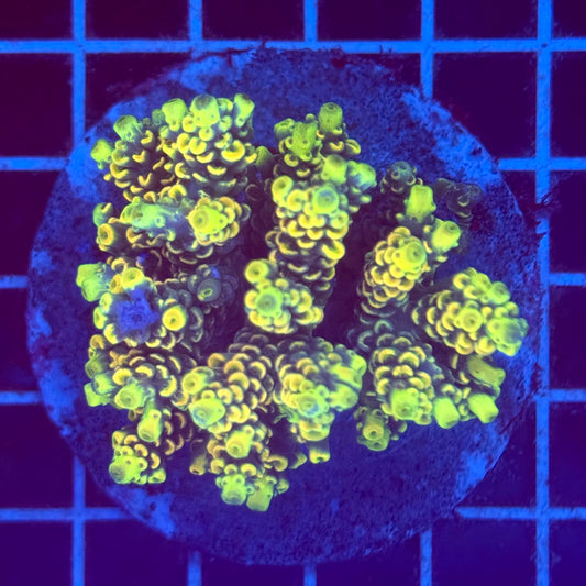 Acropora Colony T2G3