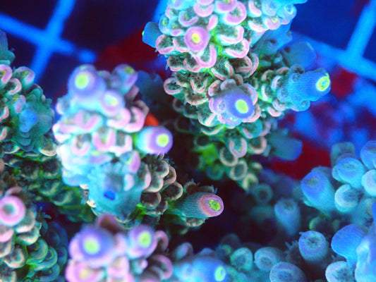 (WYSIWYG) Acro Colony T2G5 macro