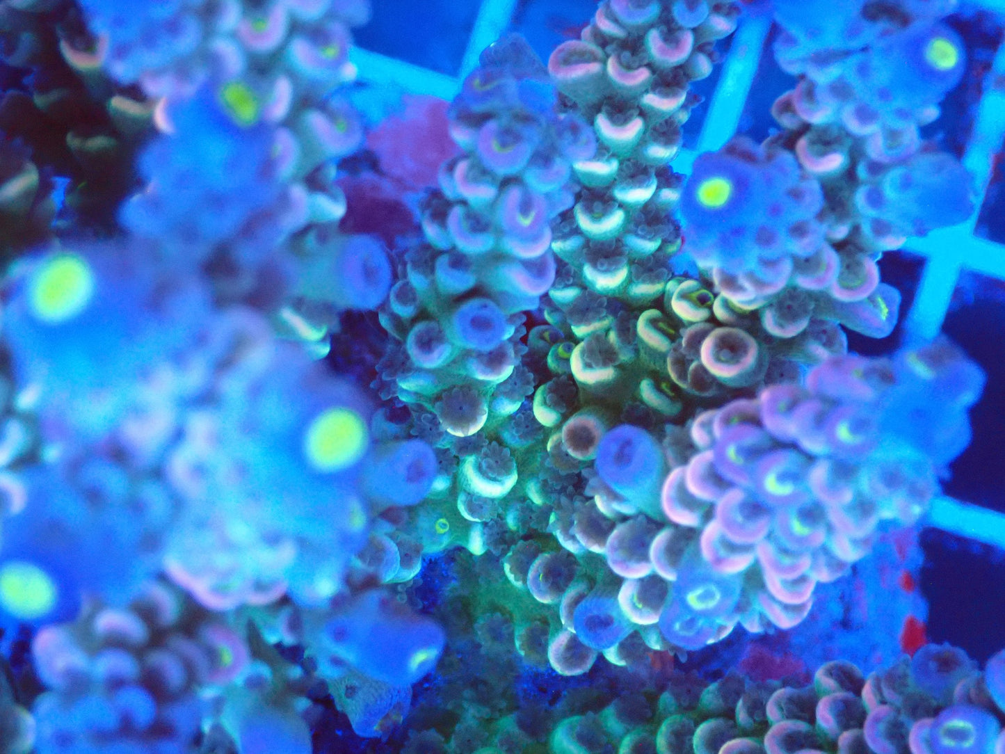 (WYSIWYG) Acro Colony T2G6 macro