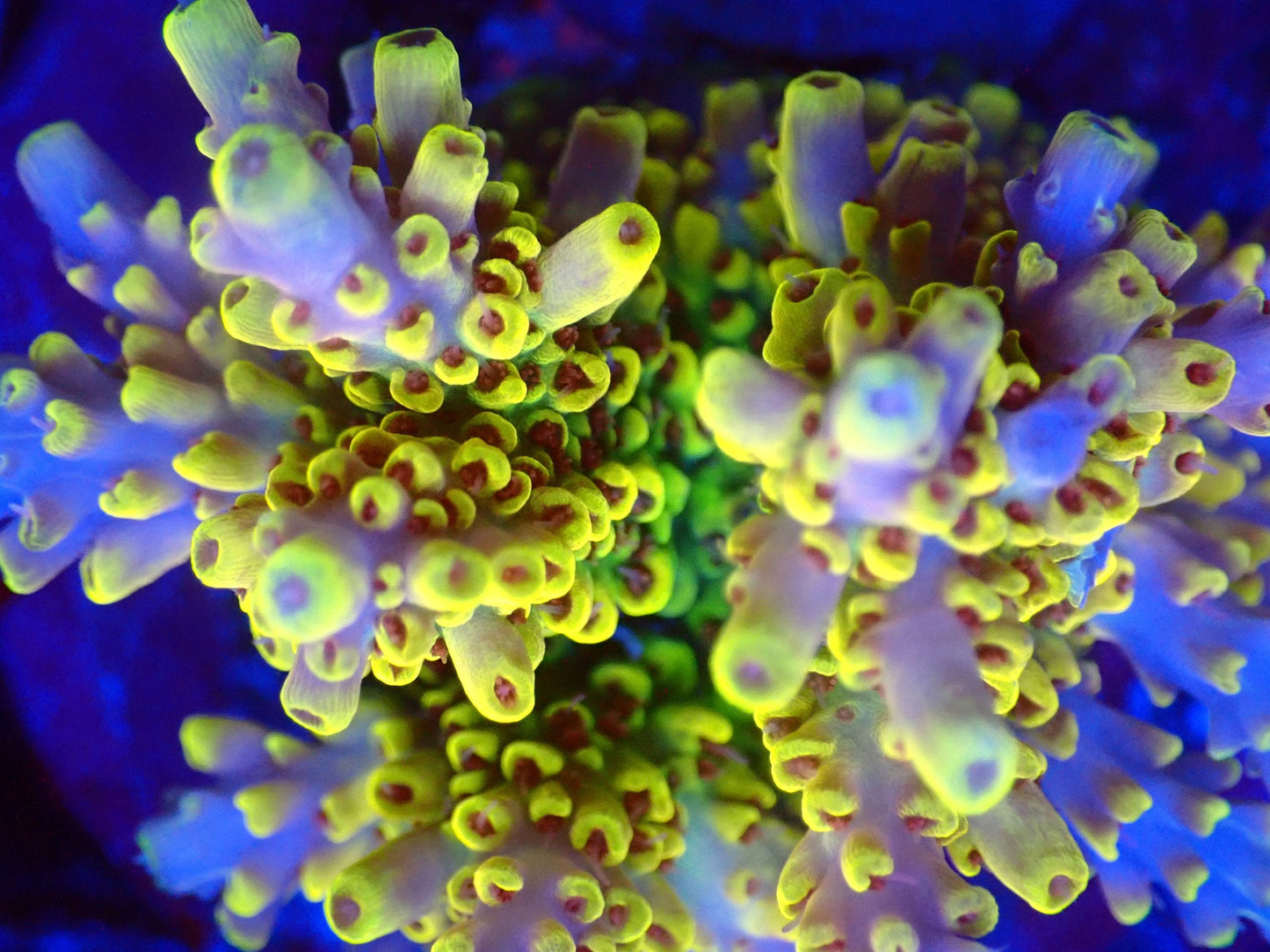 (WYSIWYG) Acro Colony T2G7 macro