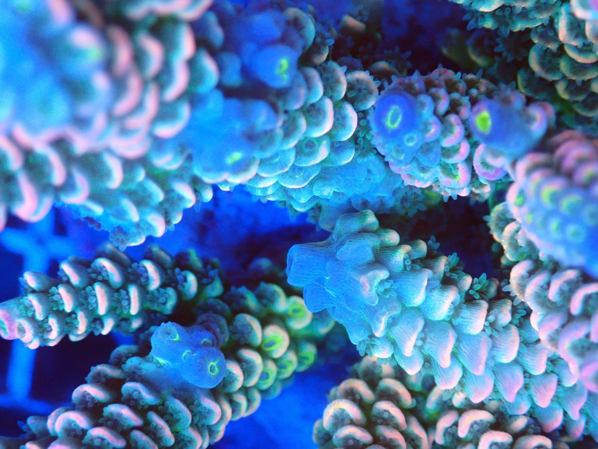 (WYSIWYG) Acro Colony T2G8 macro