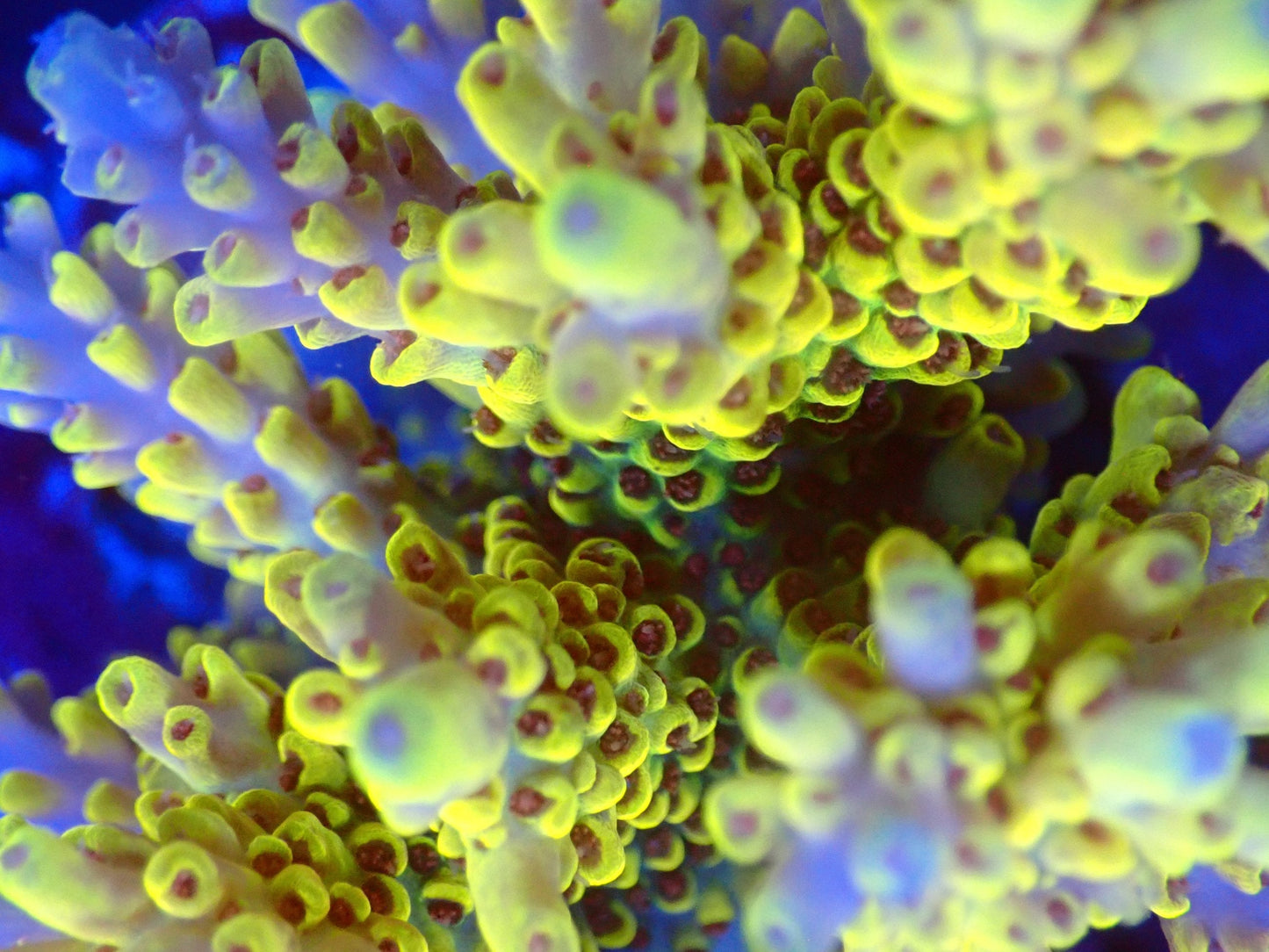 (WYSIWYG) Acro Colony T2G9 macro