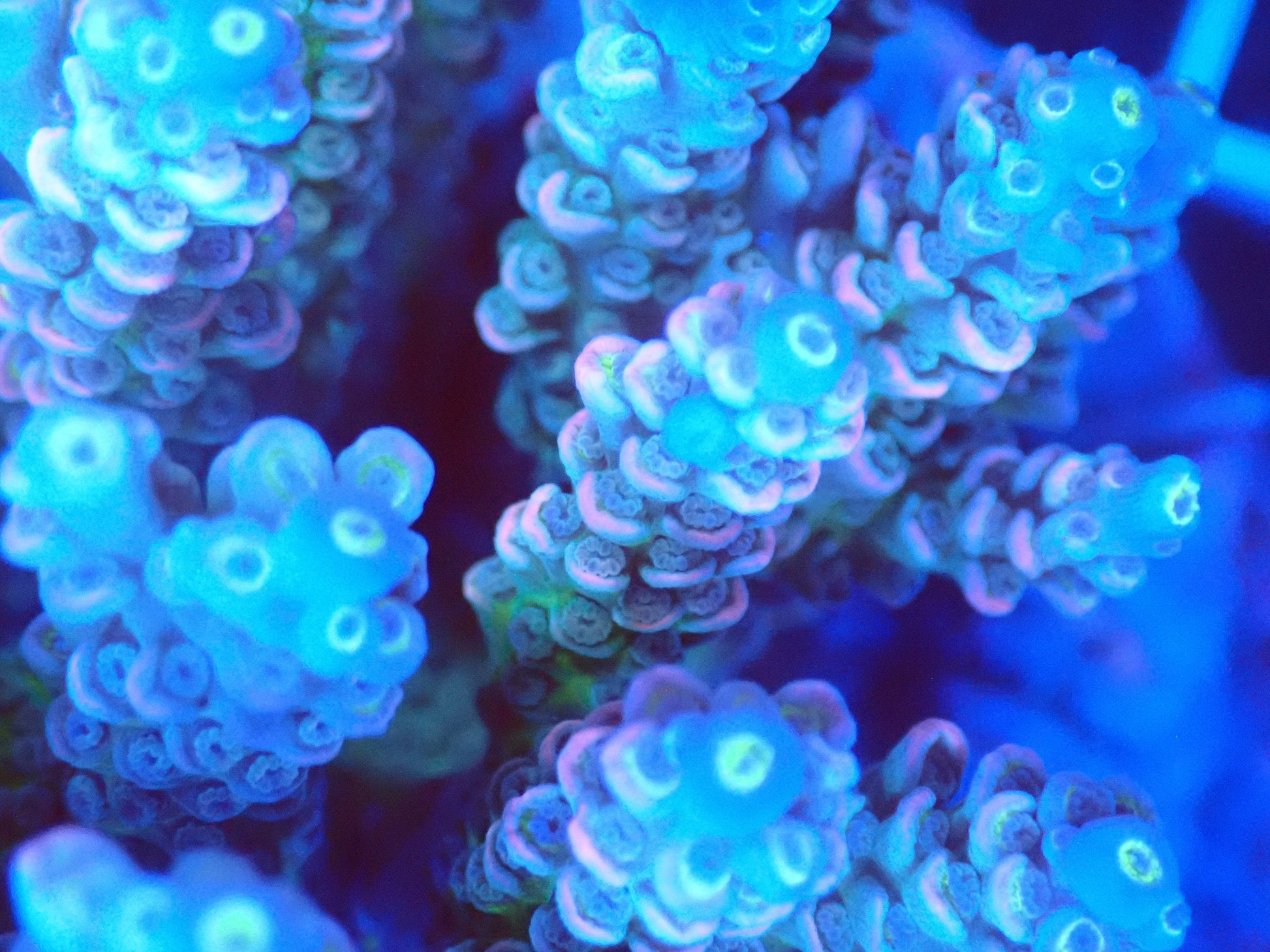 (WYSIWYG) Acro Colony T3A2 macro