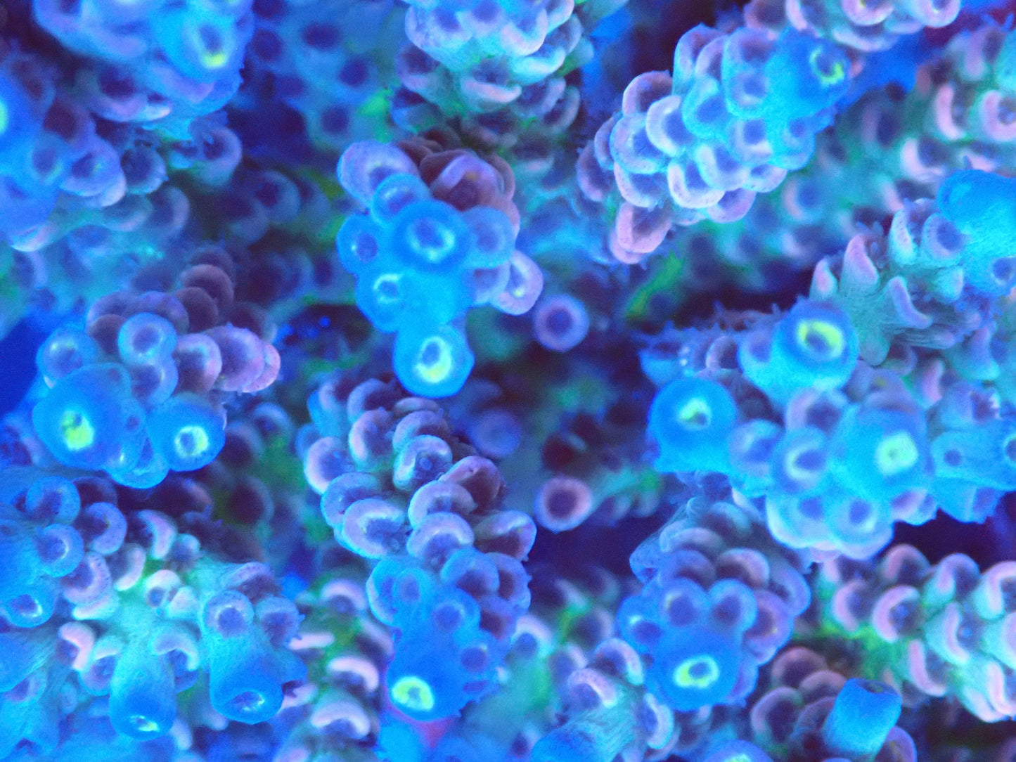 (WYSIWYG) Acro Colony T3A3 macro