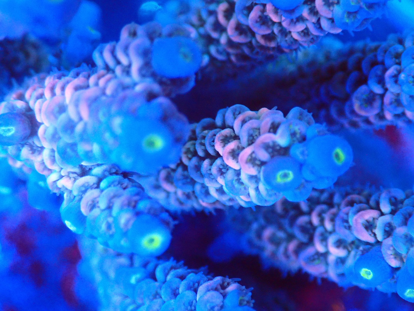 (WYSIWYG) Acro Colony T3A6 macro