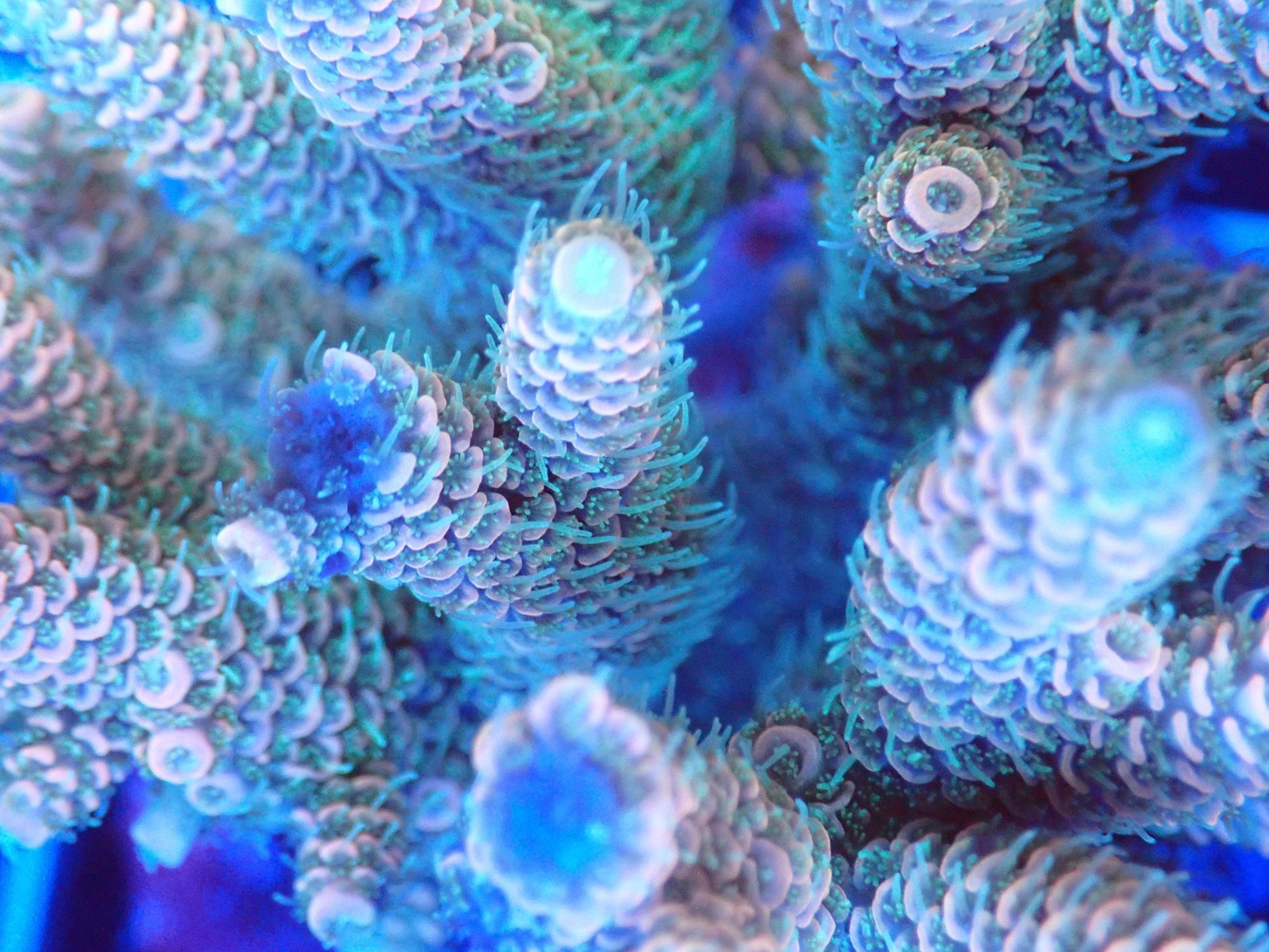 (WYSIWYG) Acro Colony T3B1 macro