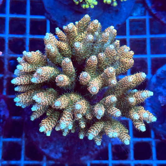 Acropora Colony T3B2