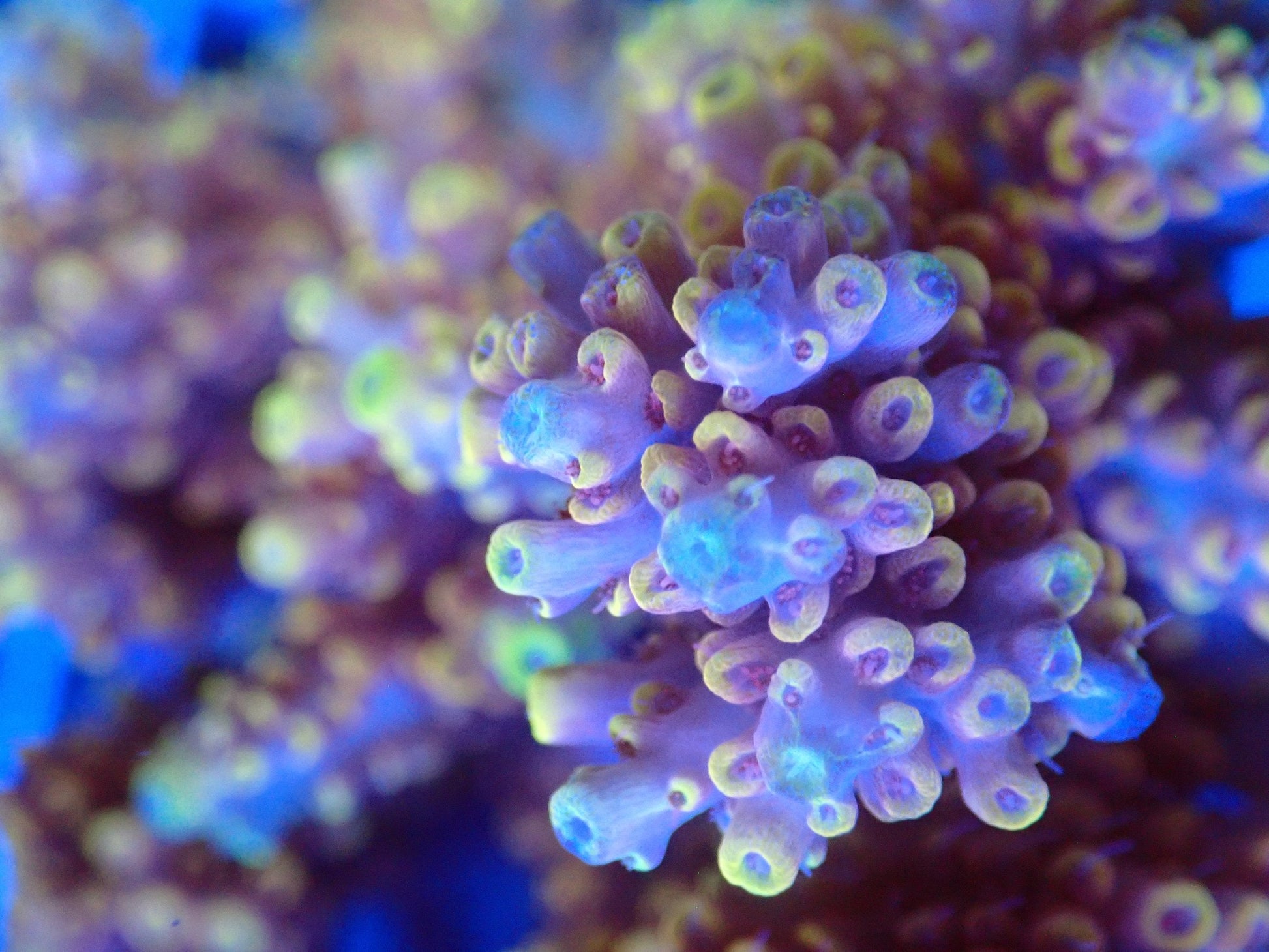 (WYSIWYG) Acro Colony T3B2 macro