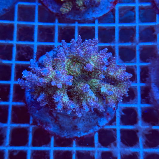Acropora Colony T3B3