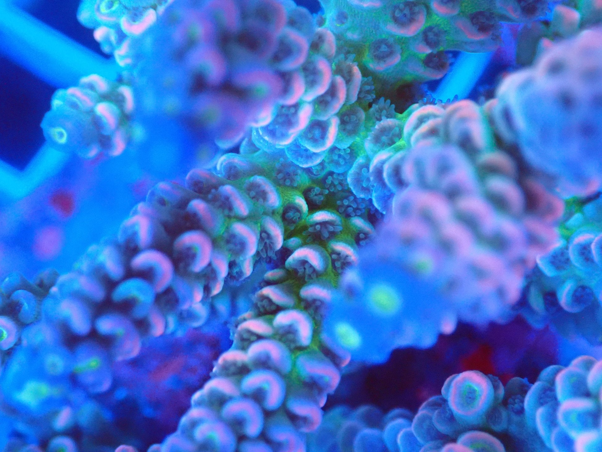 (WYSIWYG) Acro Colony T3B4 macro