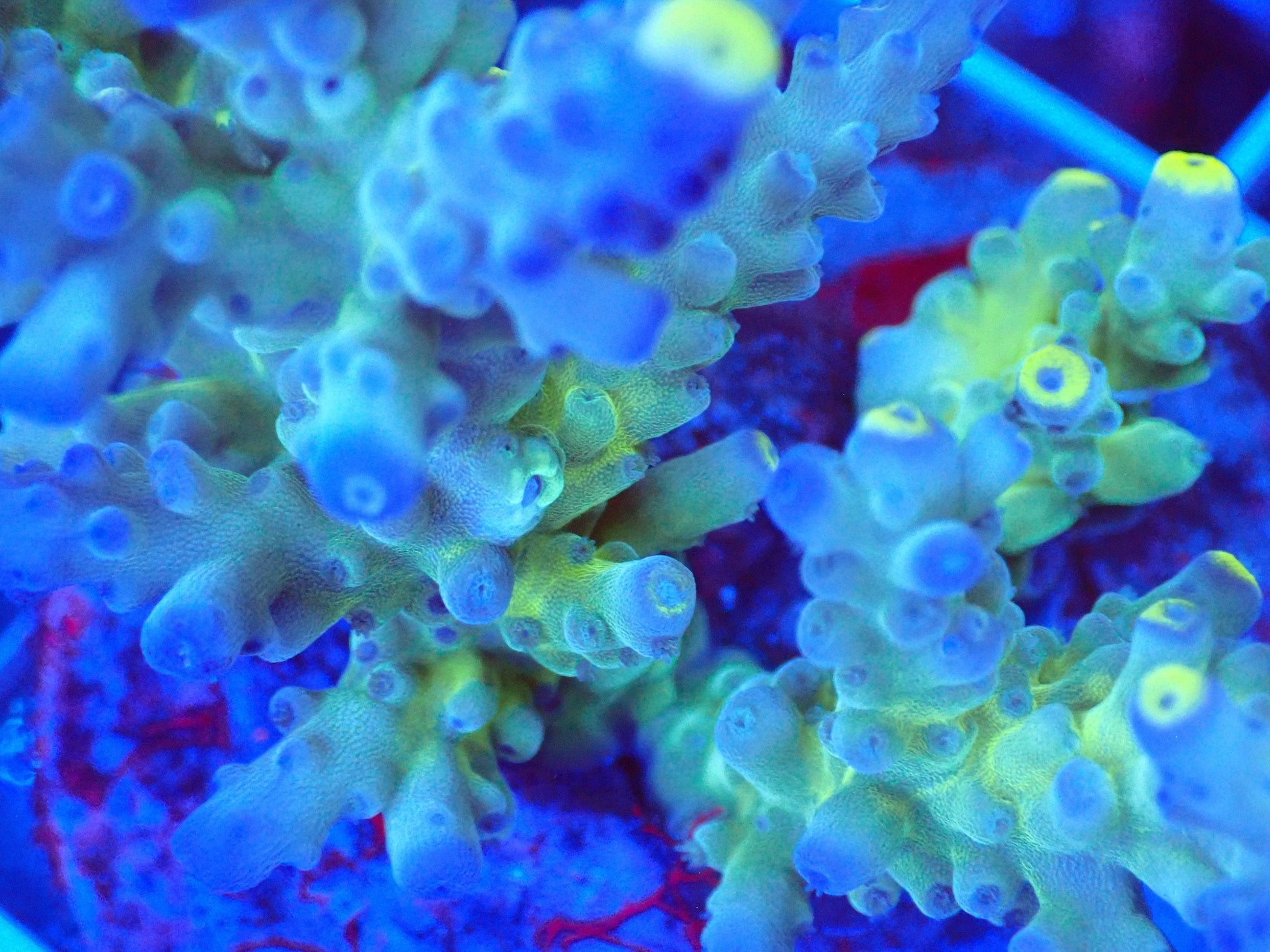 (WYSIWYG) Acro Colony T3B6 macro