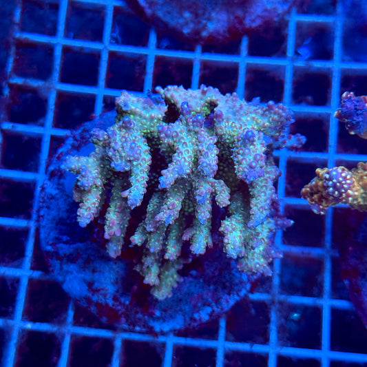 Acropora Colony T3C1
