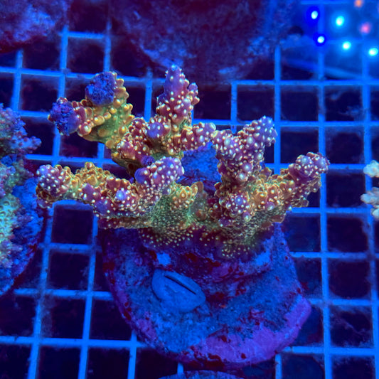 Acropora Colony T3C2