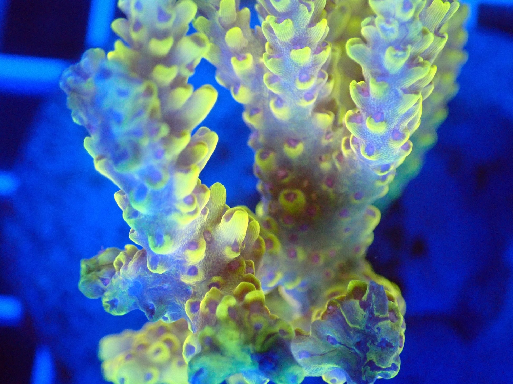 (WYSIWYG) Acro Colony T3C2 macro