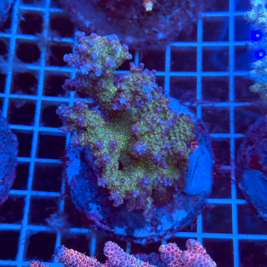 Acropora Colony T3C4