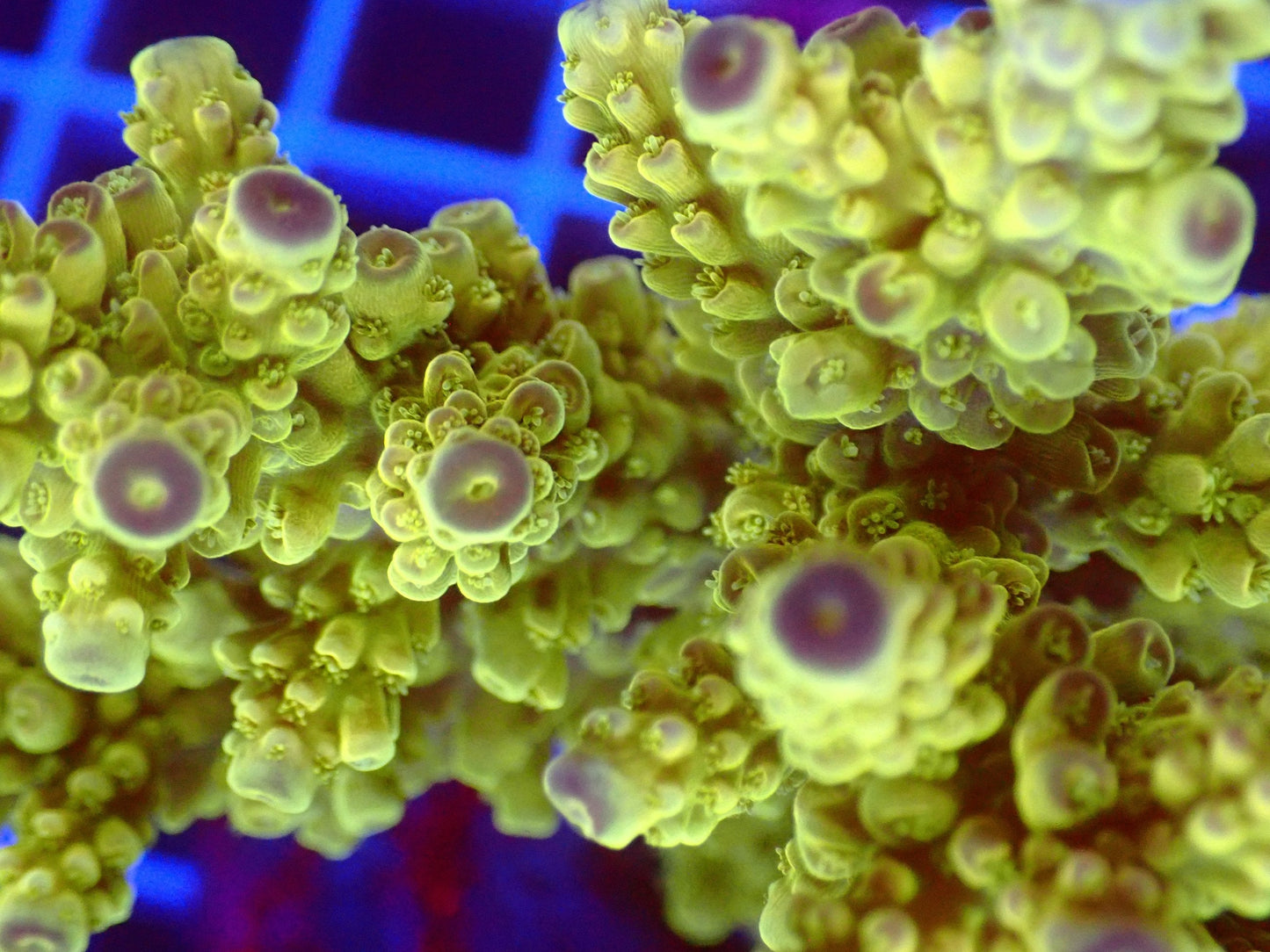 (WYSIWYG) Acro Colony T3C4 macro