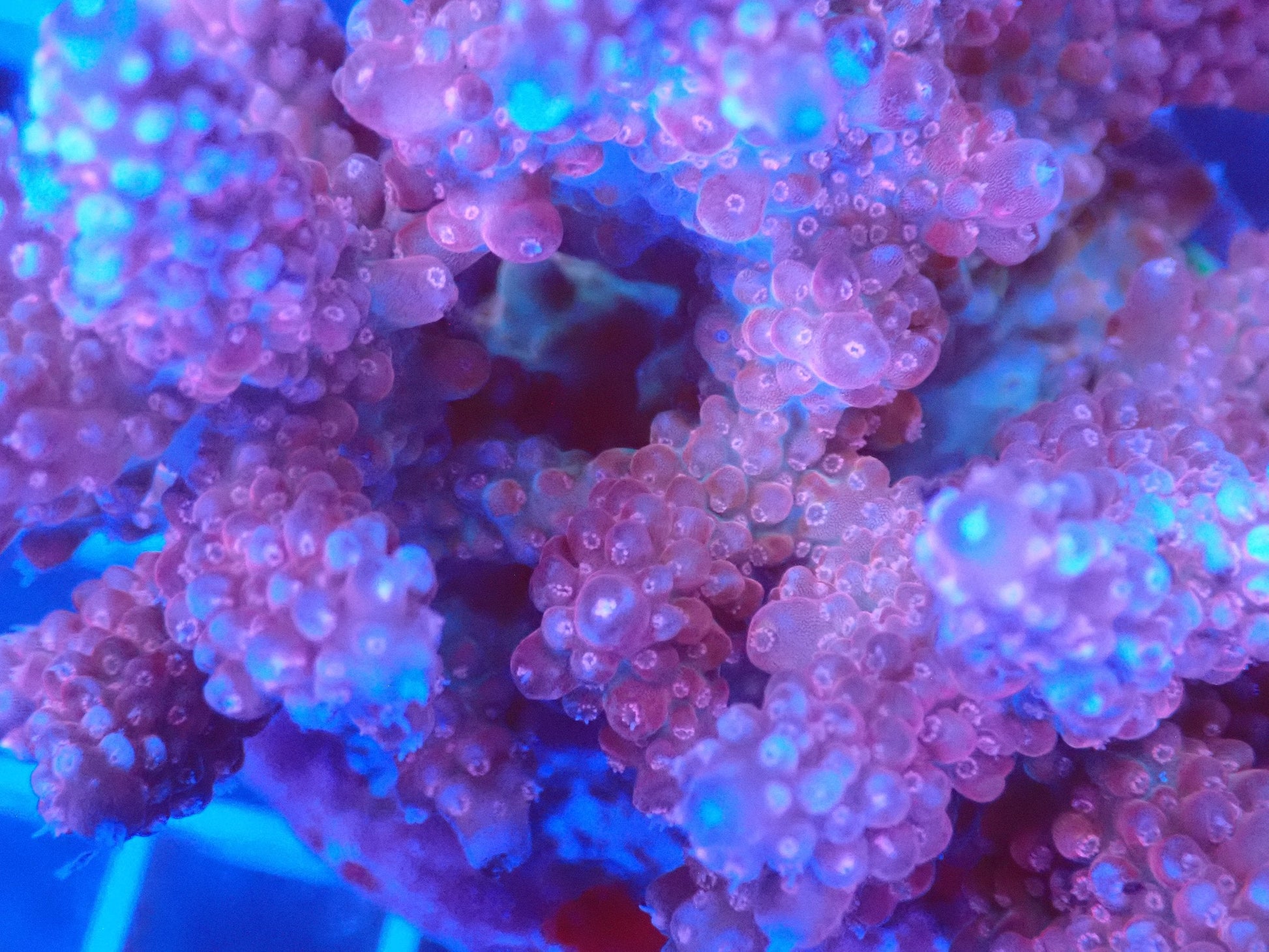 (WYSIWYG) Acro Colony T3C5 macro