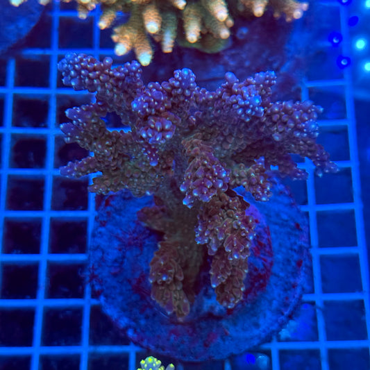Acropora Colony T3C6