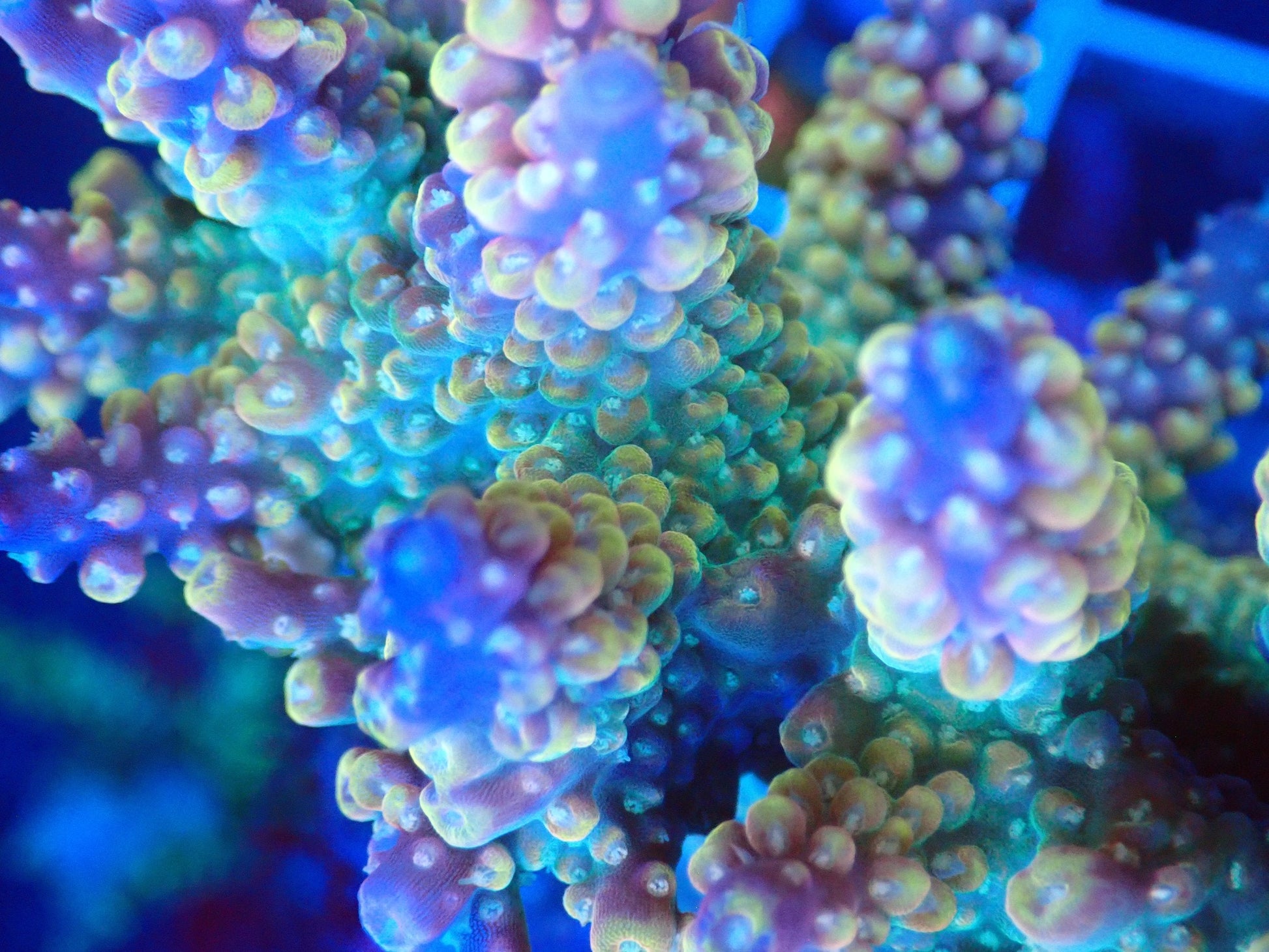 (WYSIWYG) Acro Colony T3C6 macro