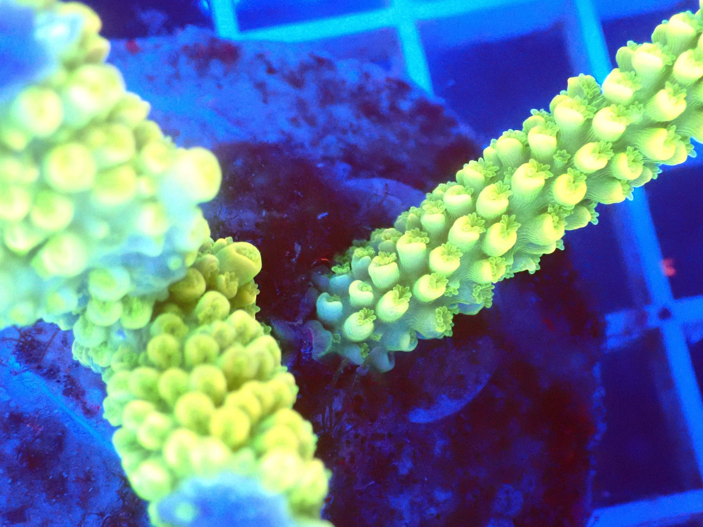 (WYSIWYG) Acro Colony T3D1 macro