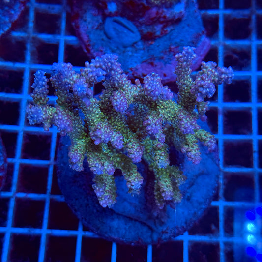 Acropora Colony T3D2