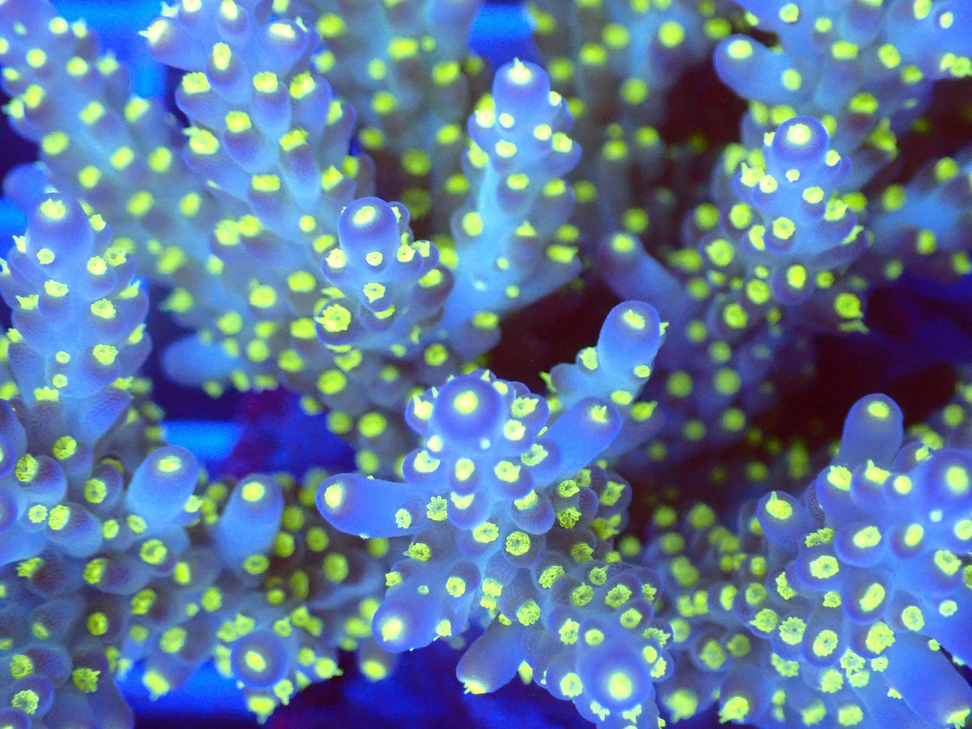 (WYSIWYG) Acro Colony T3D2 macro