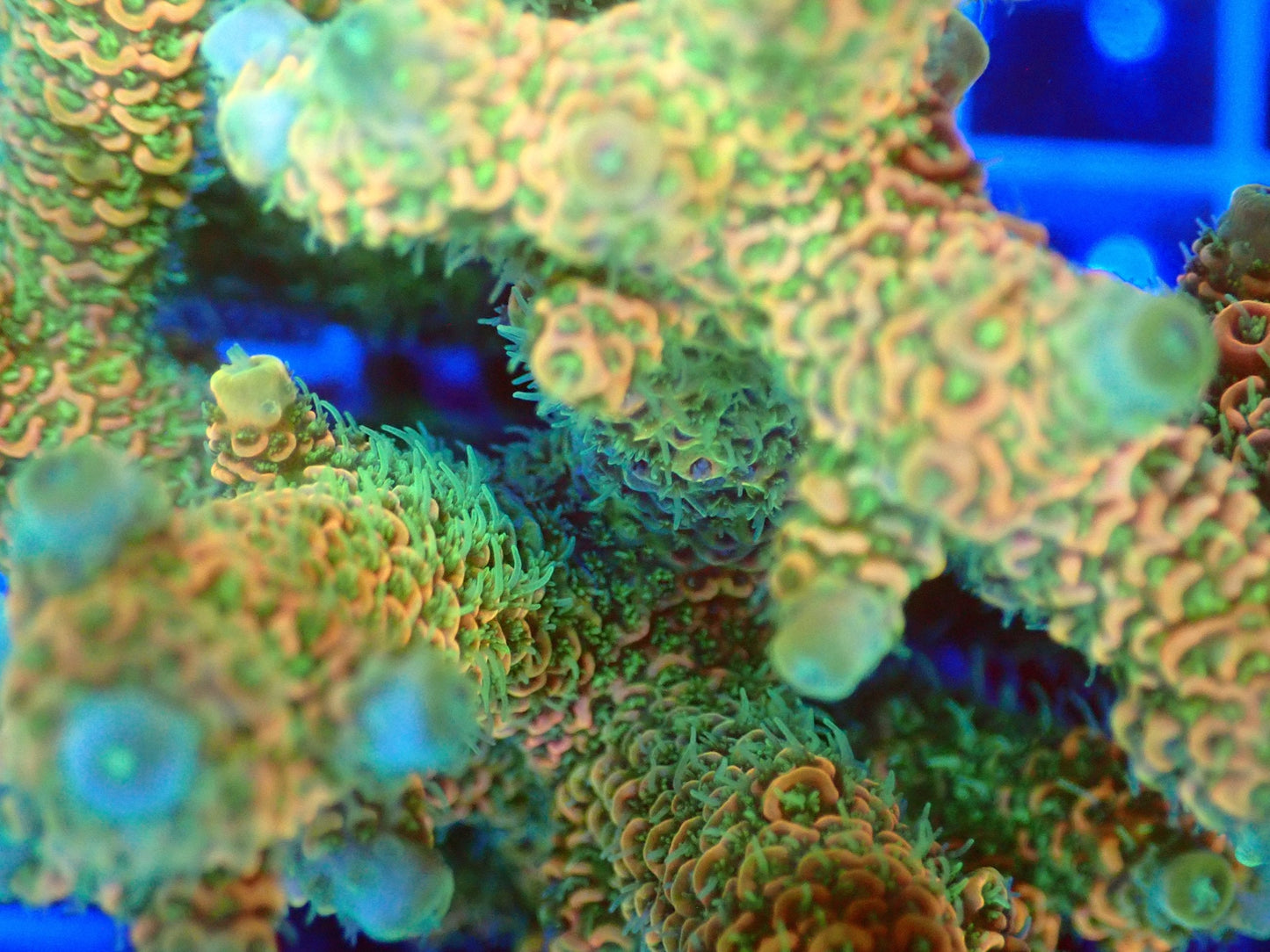 (WYSIWYG) Acro Colony T3D3 macro