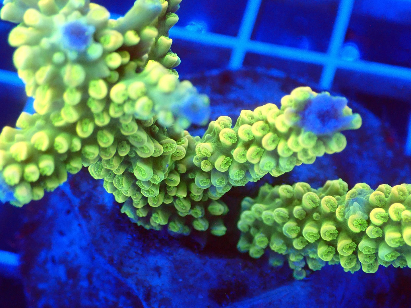 (WYSIWYG) Acro Colony T3D4 macro