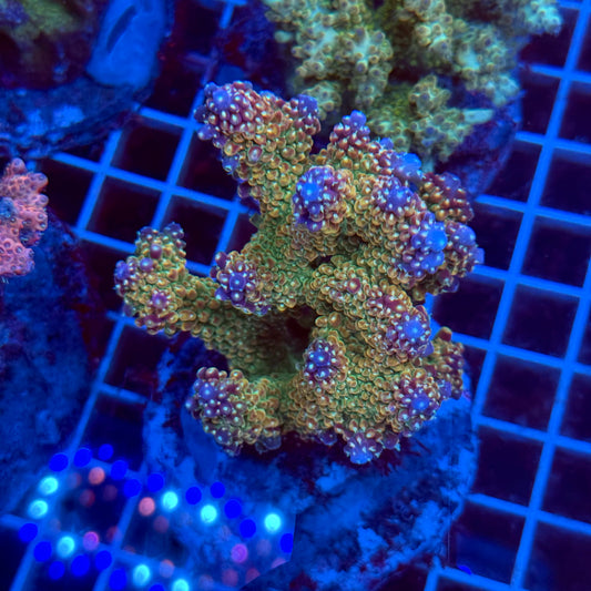 (WYSIWYG) Acropora Colony T3D5