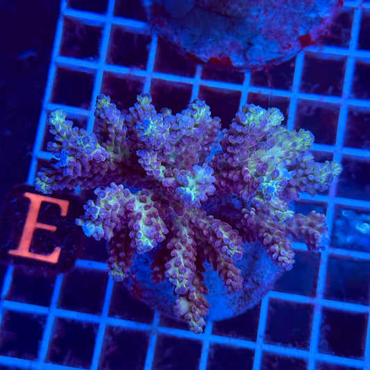 (WYSIWYG) Acropora Colony T3E1