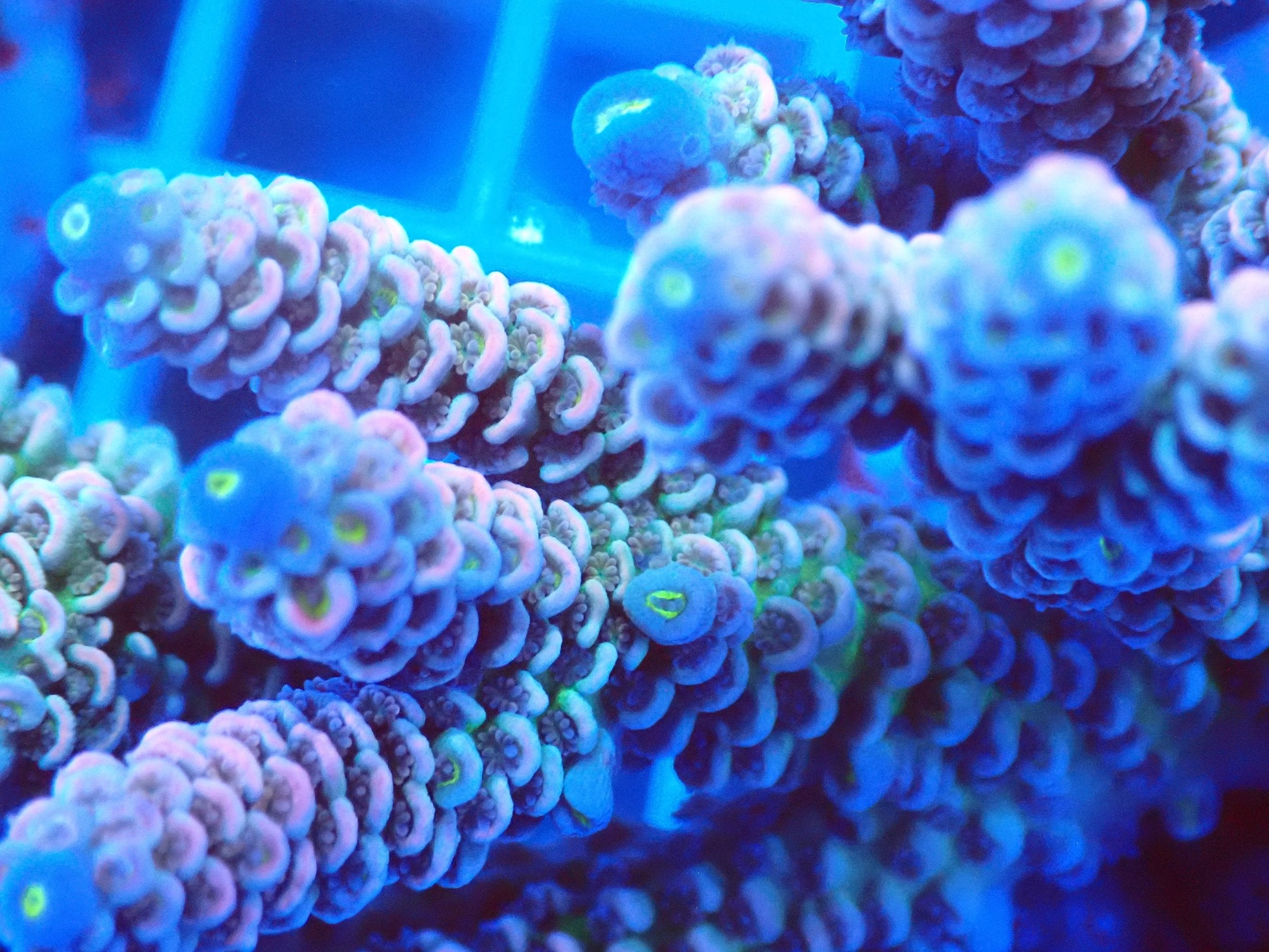 (WYSIWYG) Acro Colony T3E1 macro