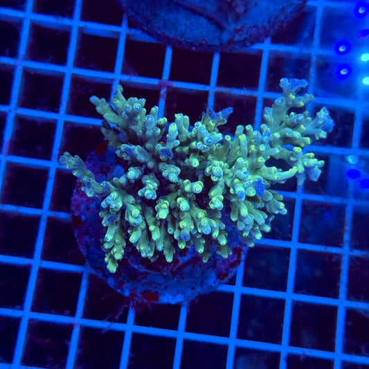 (WYSIWYG) Acropora Colony T3E2