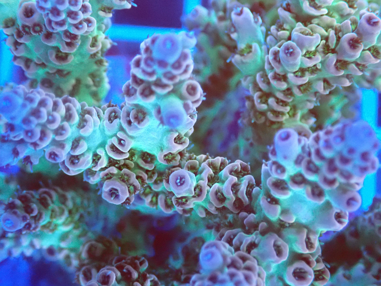(WYSIWYG) Acro Colony T3E2 macro