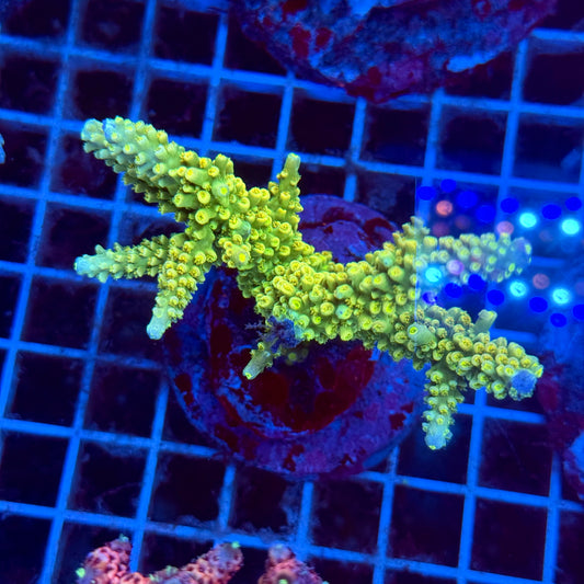 (WYSIWYG) Acropora Colony T3E3