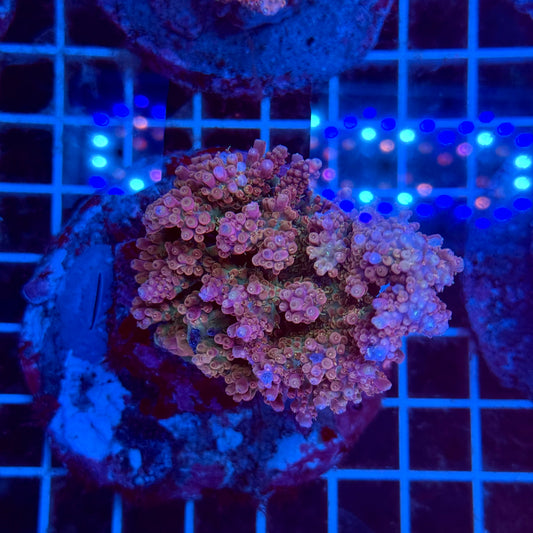 (WYSIWYG) Acropora Colony T3E4