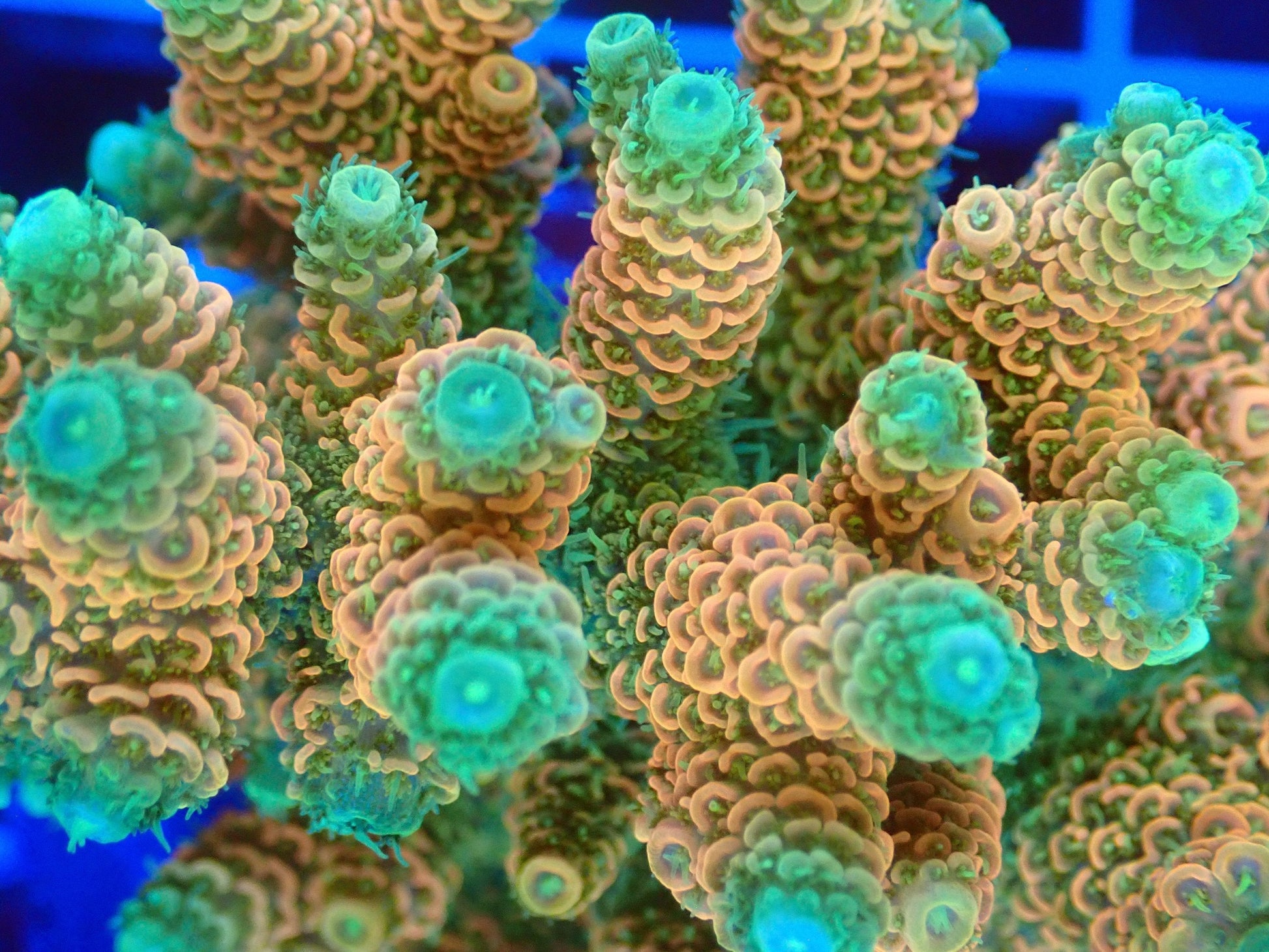 (WYSIWYG) Acro Colony T3E5 macro