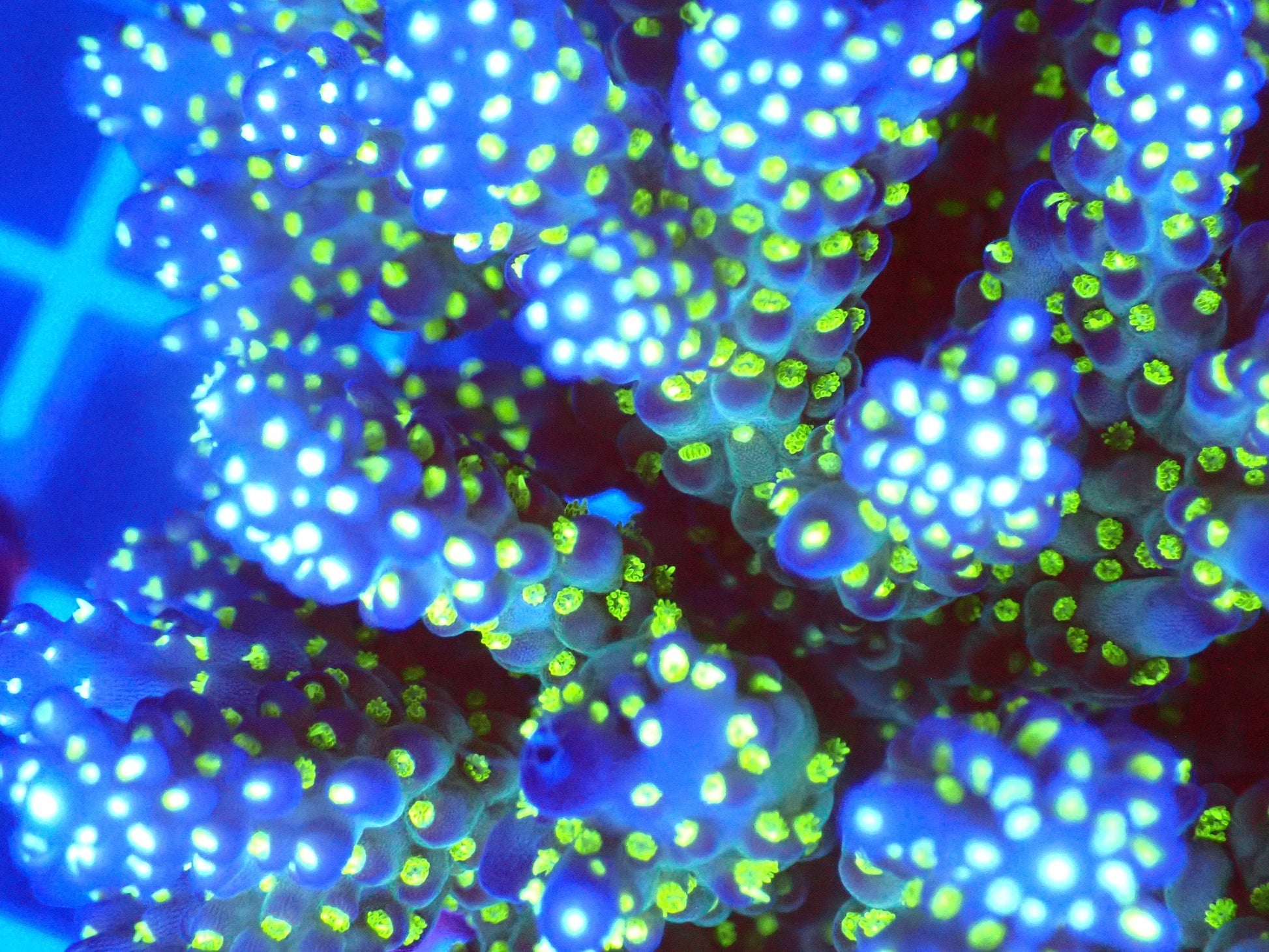 (WYSIWYG) Acro Colony T3F1 macro