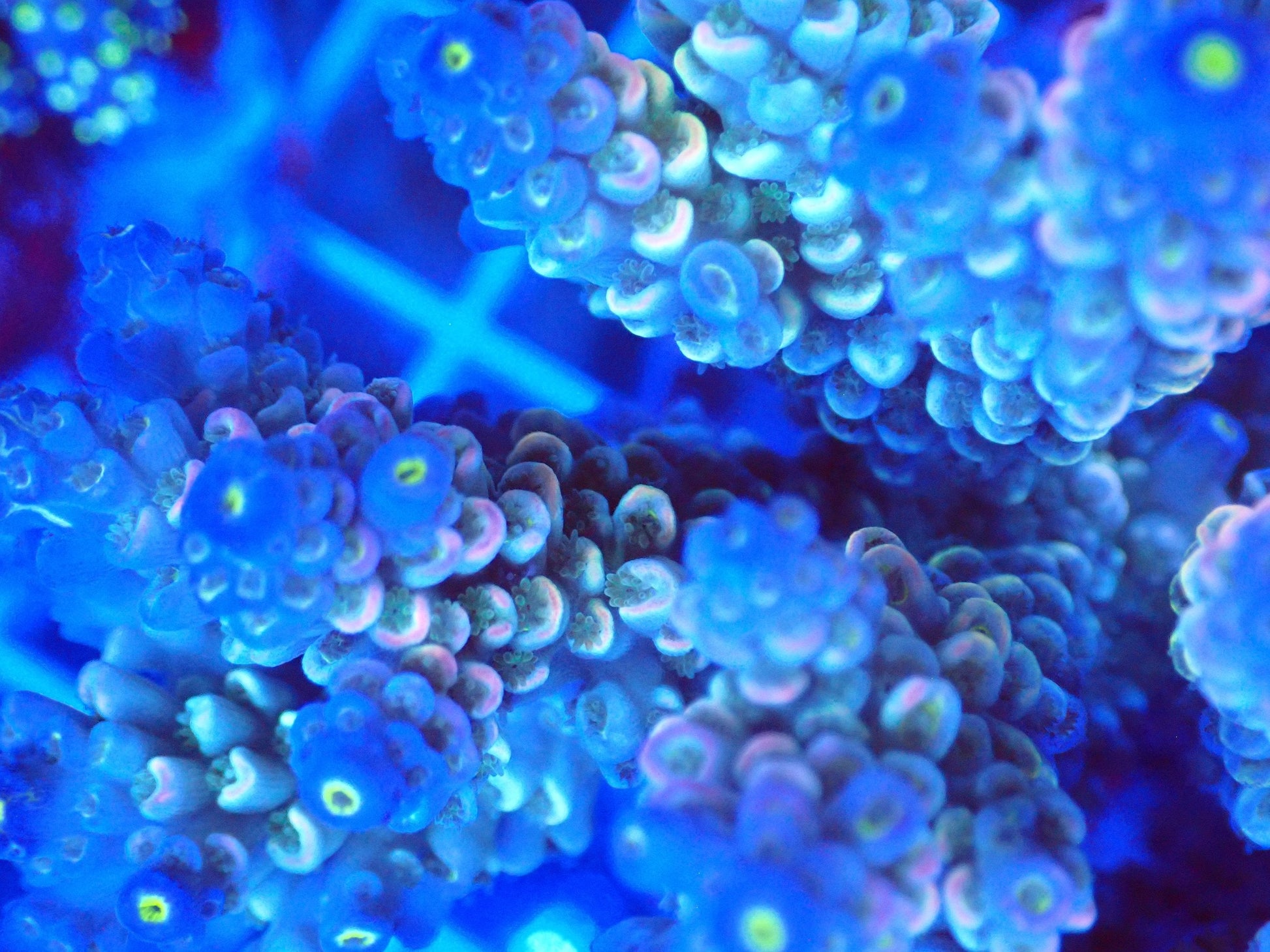 (WYSIWYG) Acro Colony T3F2 macro