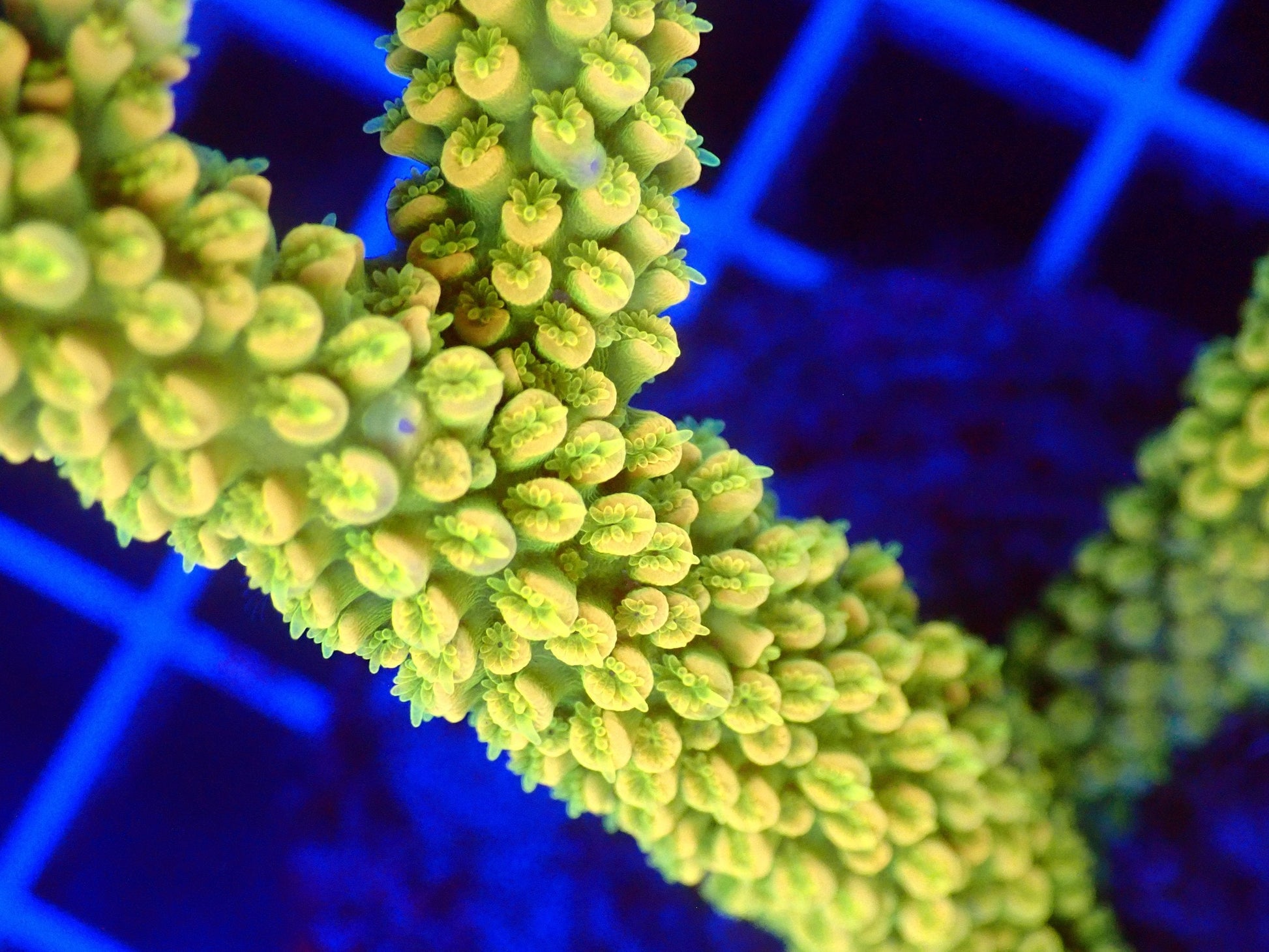 (WYSIWYG) Acro Colony T3F3 macro