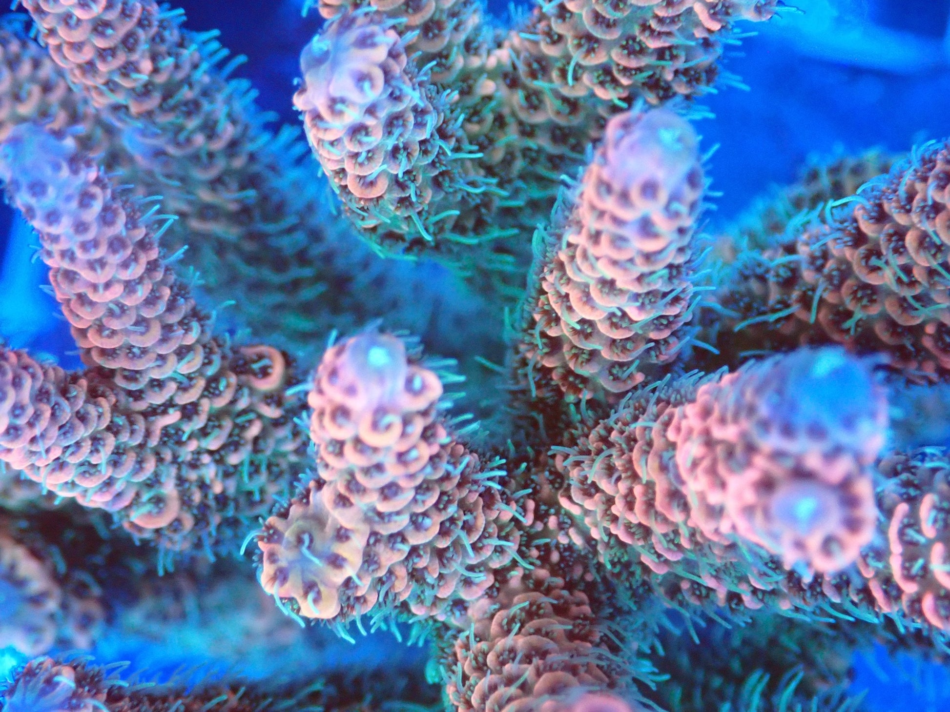 (WYSIWYG) Acro Colony T3F4 macro
