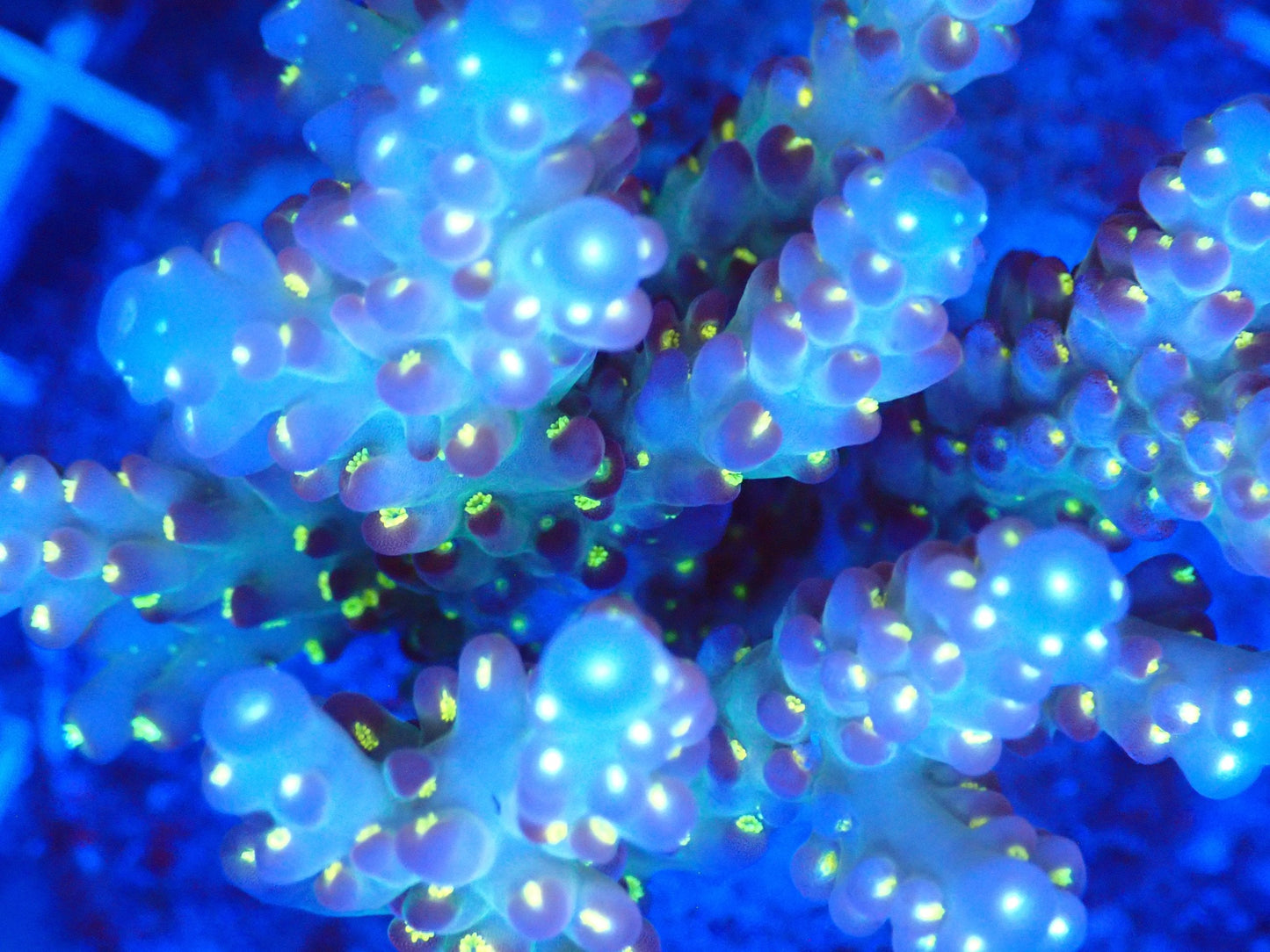 (WYSIWYG) Acro Colony T3G1 macro