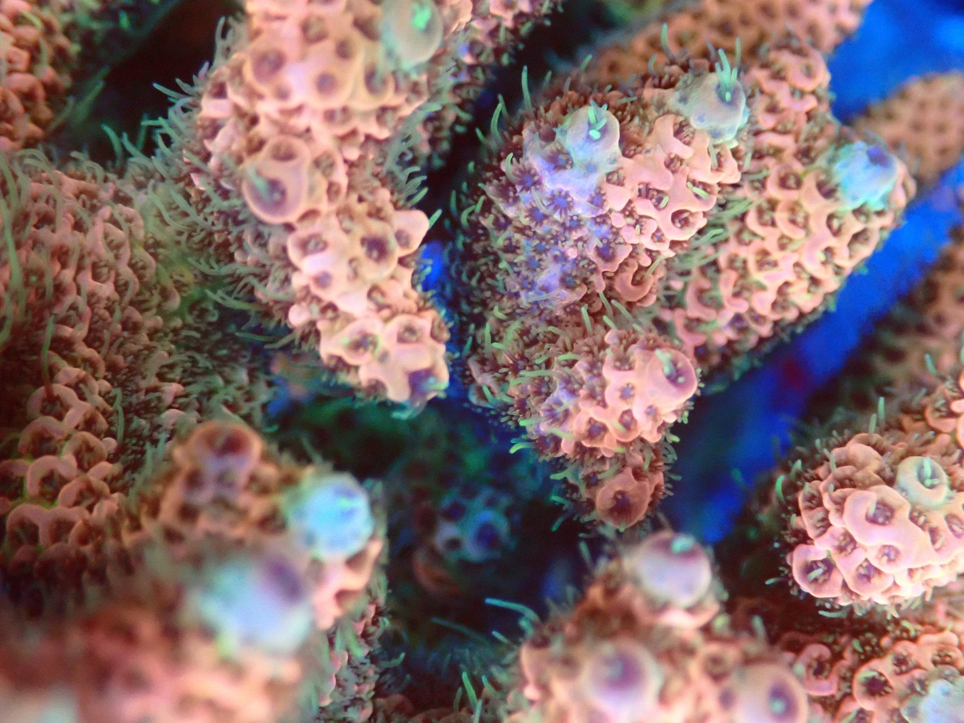 (WYSIWYG) Acro Colony T3G2 macro