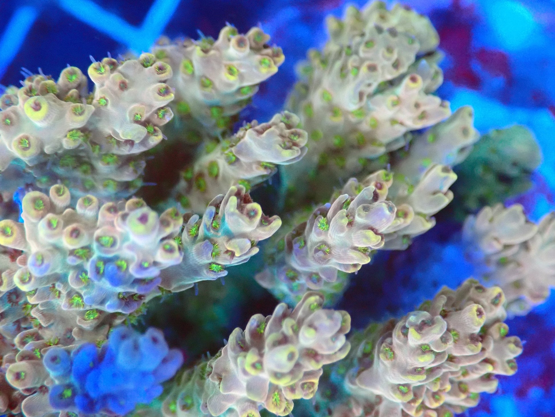 (WYSIWYG) Acro Colony T3G3 macro