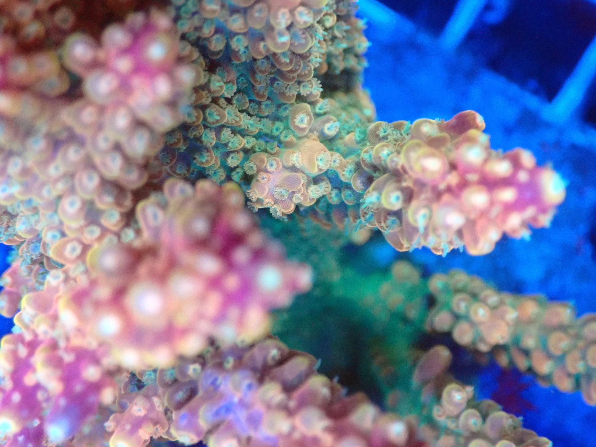 (WYSIWYG) Acro Colony T3G4 macro