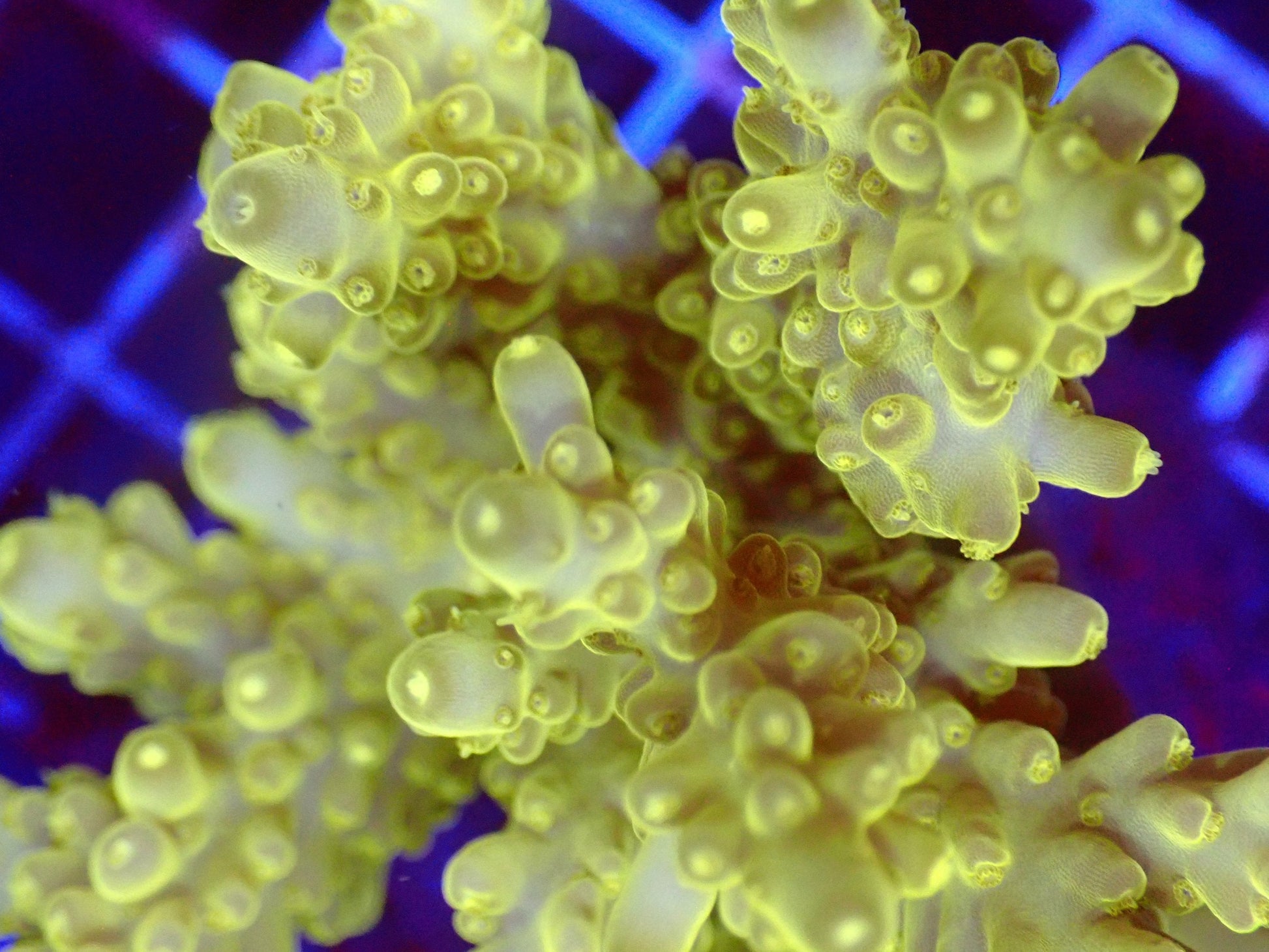 (WYSIWYG) Acro Colony T3G5 macro