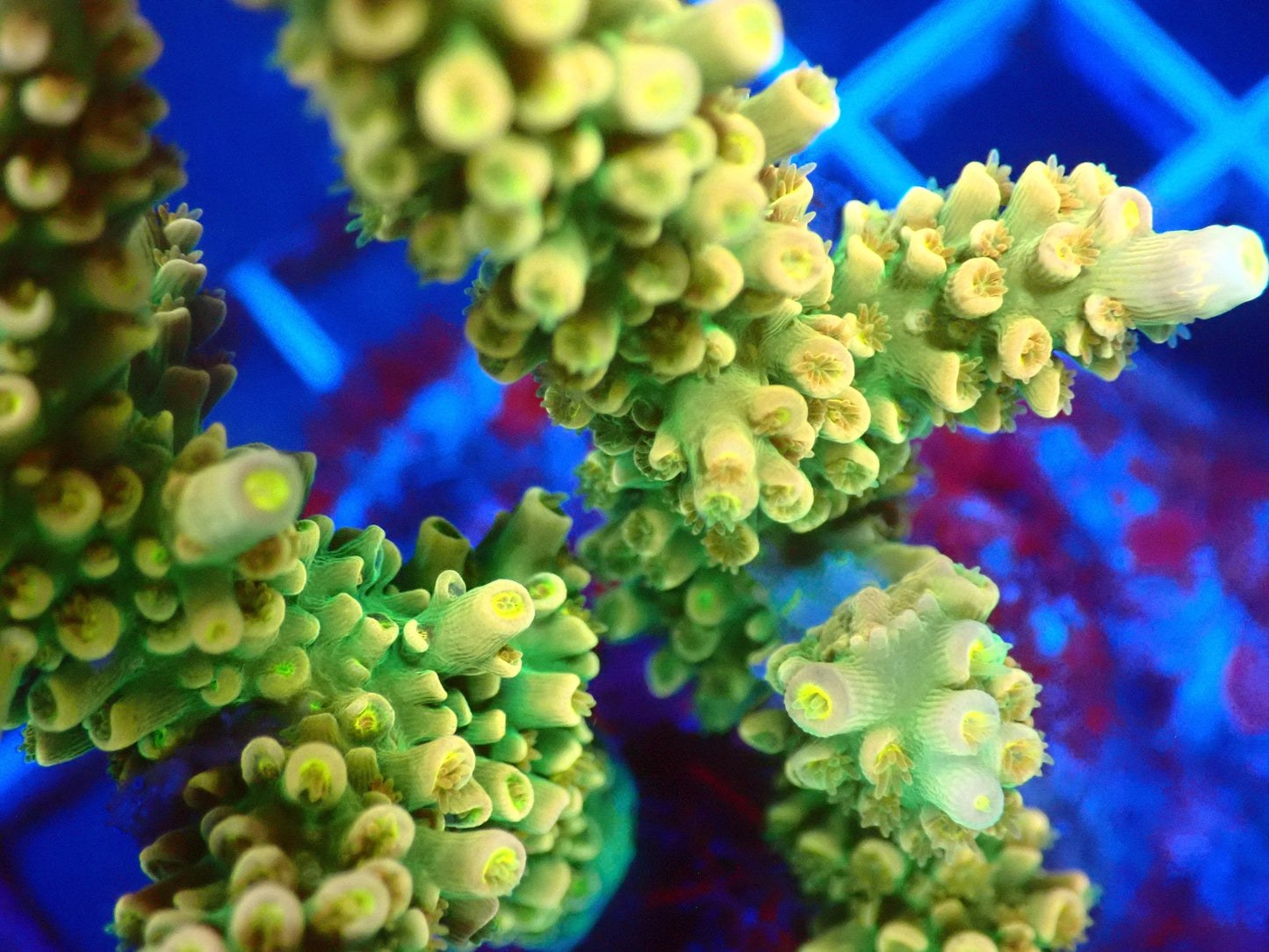 (WYSIWYG) Acro Colony T3G6 macro