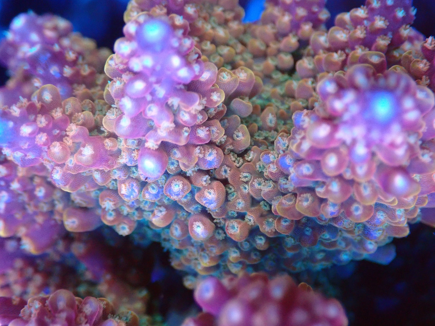 (WYSIWYG) Acro Colony T3H1 macro