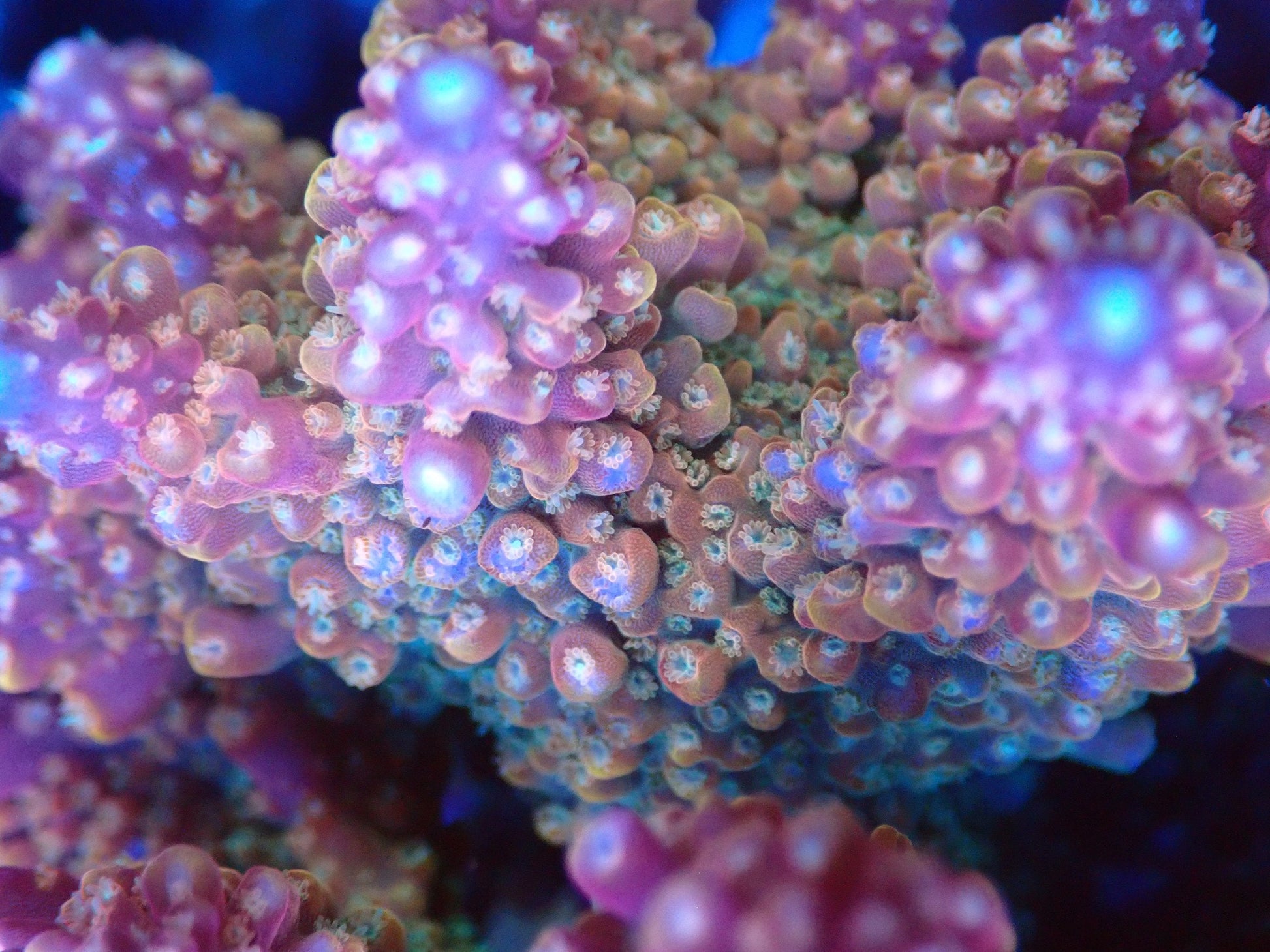(WYSIWYG) Acro Colony T3H1 macro